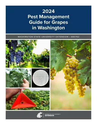 Pest Management Guide for Grapes in Washington